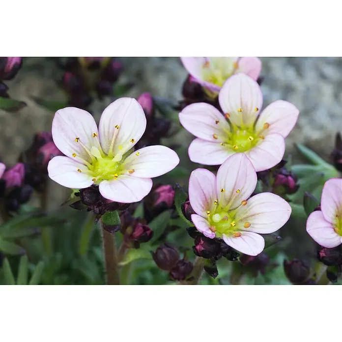 Piardino Moos-Steinbrech - Saxifraga arendsii, Rosa - Nahaufnahme von zarten rosa Saxifraga-Blüten mit gelben Zentren, umgeben von dunklen Knospen und grünen Blättern.