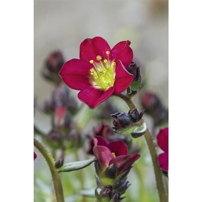 Piardino Moos-Steinbrech - Saxifraga arendsii, Rosa - Wunderschöne Nahaufnahme einer leuchtend roten Saxifraga-Blüte mit gelber Mitte, umgeben von Knospen.
