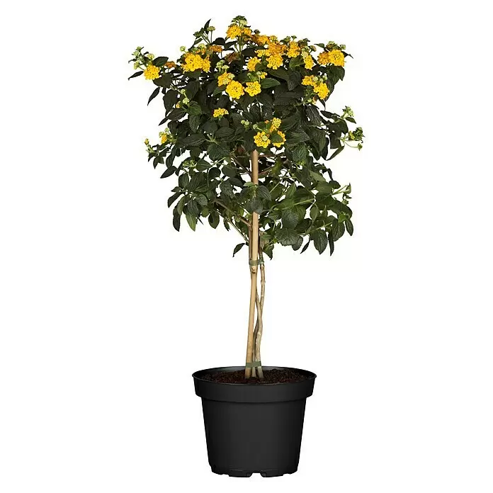 Piardino WandelröschenLantana camara, Topfgröße: 21 cm