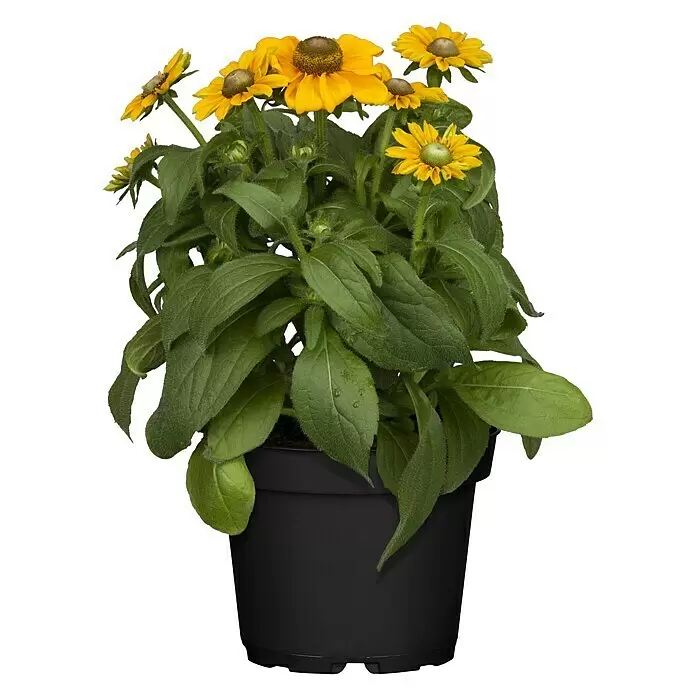 Piardino Zinnie - Zinnia elegans - Vorderansicht