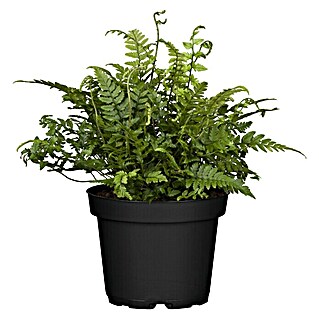 Piardino Farn verschiedene Sorten (Topfgröße: 19 cm)