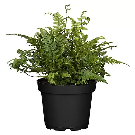 Farne fr den Garten online kaufen bei BAUHAUS