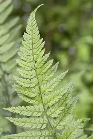 Farne fr den Garten online kaufen bei BAUHAUS