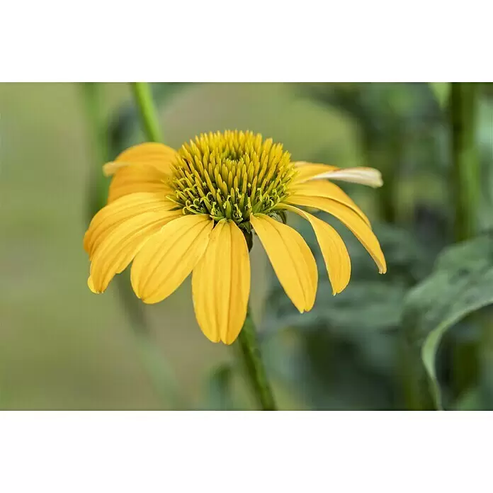 Piardino Sonnenhut - Echinacea purpurea verschiedene Sorten, Topfvolumen: 5 l - Stimmungsaufnahme