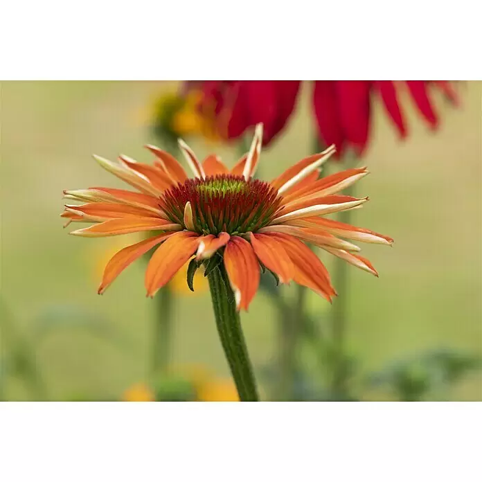 Piardino Sonnenhut - Echinacea purpurea verschiedene Sorten, Topfvolumen: 5 l - Stimmungsaufnahme