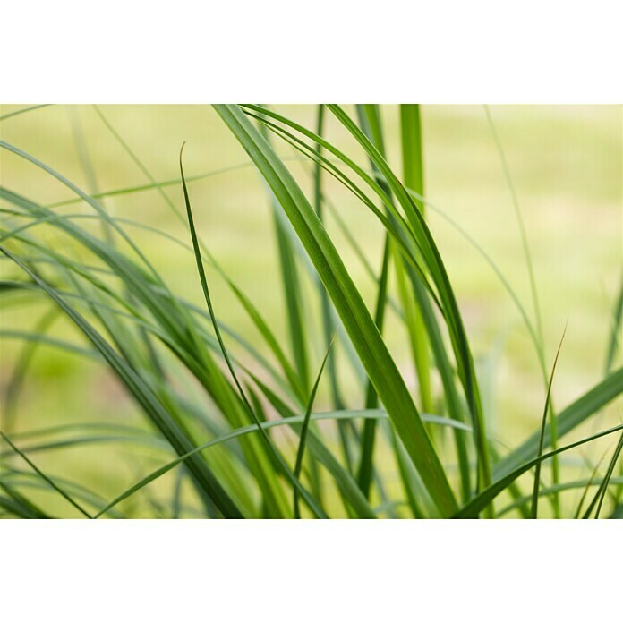 Cortaderia sel. Pumila 3