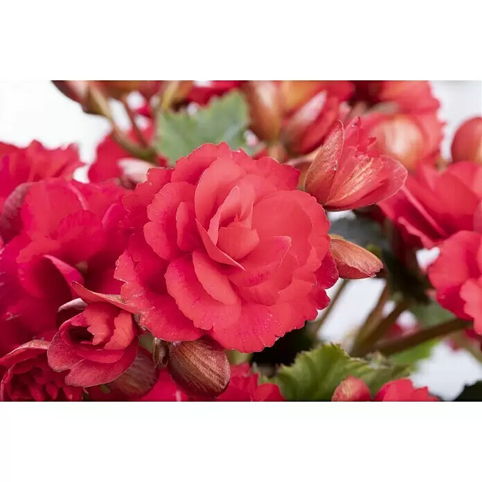 Piardino Begonie - Begonia elatior Baladin, Topfgröße: 14 cm, Rot - Stimmungsaufnahme