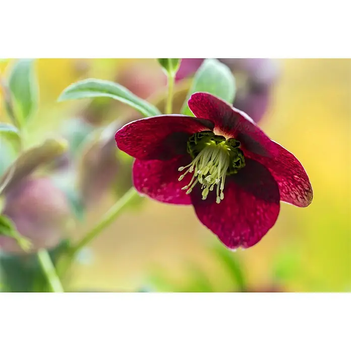 Piardino ChristroseHelleborus orientalis, Topfgröße: 19 cm, Rosa - Nahaufnahme einer purpurroten Lenzrose mit gelben Staubgefäßen, umgeben von grünen Blättern vor einem unscharfen, gelben Hintergrund.
