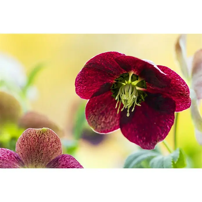 Piardino ChristroseHelleborus orientalis, Topfgröße: 19 cm, Rosa - Nahaufnahme einer purpurroten Lenzrose mit gelblichem Hintergrund, die die feinen Details der Blüte hervorhebt.