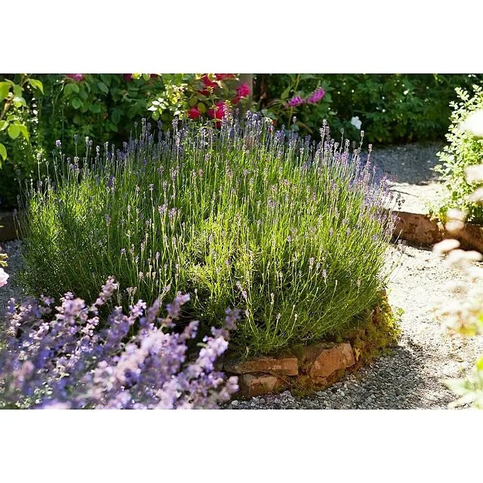 Piardino Lavendel - Lavandula angustifolia, Topfgröße: 18 cm, Blütenfarbe: Violett - Dieses Foto zeigt ein Lavendelbeet, das von Ziegelsteinen umgeben ist, umgeben von einem Kiesweg. Die Blüten des Lavendels sind violett.
