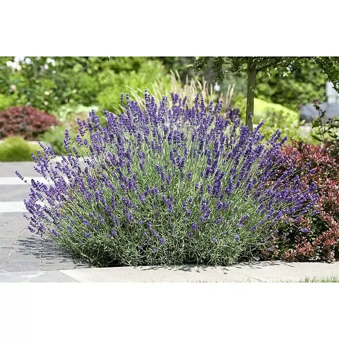 Piardino Lavendel - Lavandula angustifolia, Topfgröße: 18 cm, Blütenfarbe: Violett - Stimmungsaufnahme