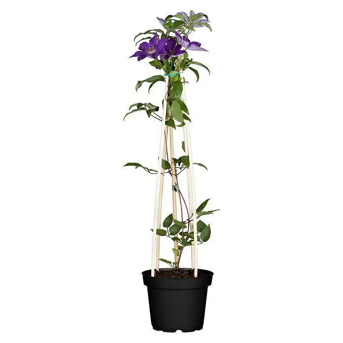 Piardino Waldrebe - Clematis blau, Topfgröße: 2 l, Blau - Clematis-Pflanze mit violetten Blüten in einem Topf mit Rankhilfe, ideal für Balkon und Garten. Die Pflanze ist ein echter Hingucker.