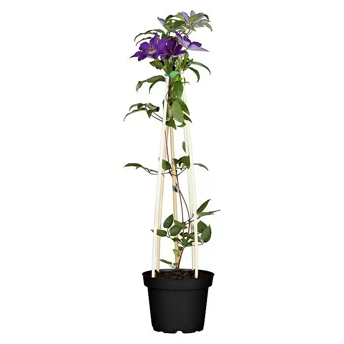 Piardino WaldrebeClematis blau, Topfgröße: 2 l, Blau