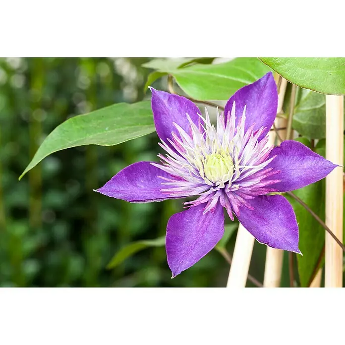 Piardino WaldrebeClematis blau, Topfgröße: 2 l, Blau - Nahaufnahme einer lilafarbenen Clematisblüte mit weißen und gelben Akzenten im Garten. Die Blüte sticht vor dem grünen Hintergrund hervor.