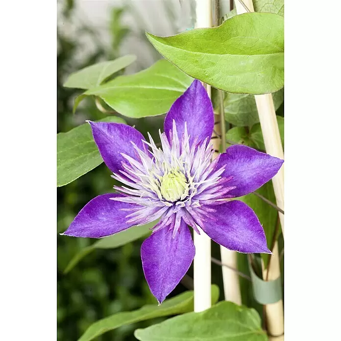 Piardino Waldrebe - Clematis blau, Topfgröße: 2 l, Blau - Stimmungsaufnahme
