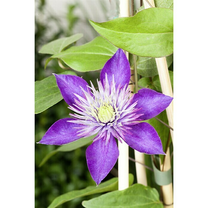 Piardino WaldrebeClematis blau, Topfgröße: 2 l, Blau Mood Shot