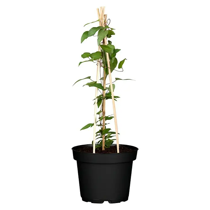 Piardino Waldrebe - Clematis blau, Topfgröße: 2 l, Blau - Eine Topfpflanze mit Kletterhilfe, ideal für Innenräume, um eine grüne und dekorative Note zu verleihen.