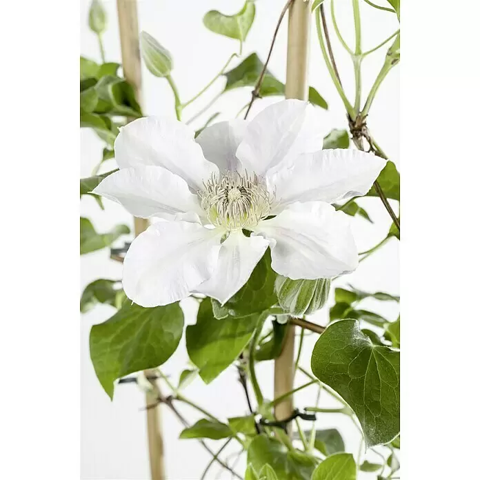 Piardino Waldrebe - Clematis Hybride, Weiß - Stimmungsaufnahme