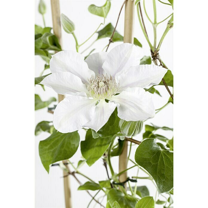 Piardino WaldrebeClematis Hybride, Weiß Mood Shot