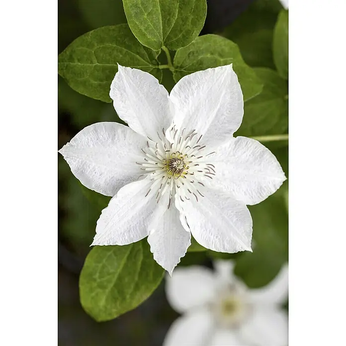 Piardino Waldrebe - Clematis Hybride, Weiß - Nahaufnahme einer weißen Clematis-Blüte mit grünen Blättern im Hintergrund, die die filigranen Details der Blüte hervorhebt.