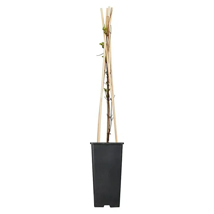 Piardino Waldrebe - Clematis Hybride, Weiß - Bild einer Kletterpflanze in einem schwarzen Topf mit einem Holzgitter, ideal für den Garten oder Balkon.