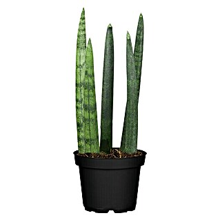 Piardino Bogenhanf (Sansevieria cylindrica, Topfgröße: 5,5 cm, Gelb/Grün)