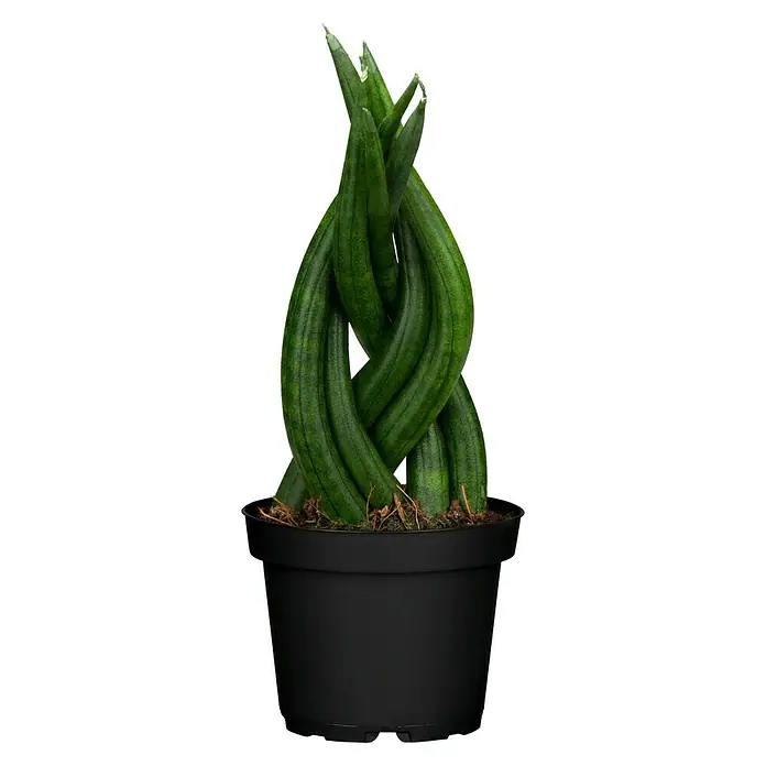 Piardino Bogenhanf - Sansevieria cylindrica, Topfgröße: 6 cm, Gelb/Grün - Sansevieria Cylindrica in einem schwarzen Topf. Die Pflanze hat lange, zylindrische Blätter, die ineinander verschlungen sind.