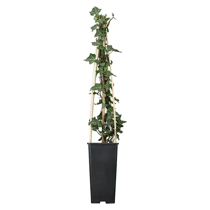 Piardino Efeu - Hedera helix, Topfgröße: 18 cm - Zimmerpflanze Efeu an einem Holzgitter in einem schwarzen Topf. Ideal für die Dekoration von Innenräumen und bringt einen Hauch von Natur.
