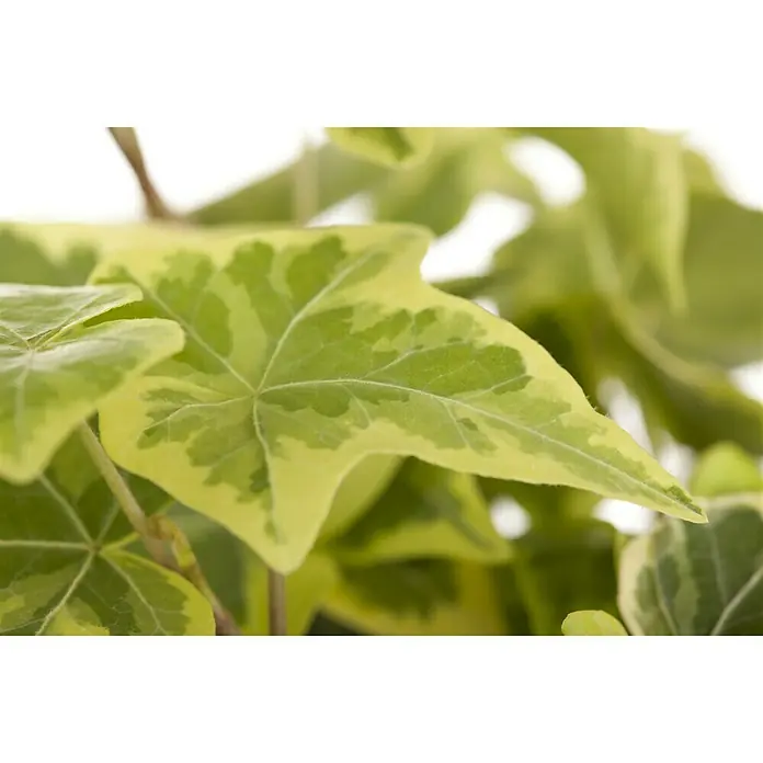 Piardino Efeu - Hedera helix, Topfgröße: 18 cm - Nahaufnahme eines Hedera-Efeu-Blattes mit grüner und gelber Färbung, das die markanten Blattmerkmale dieser beliebten Zimmerpflanze hervorhebt.