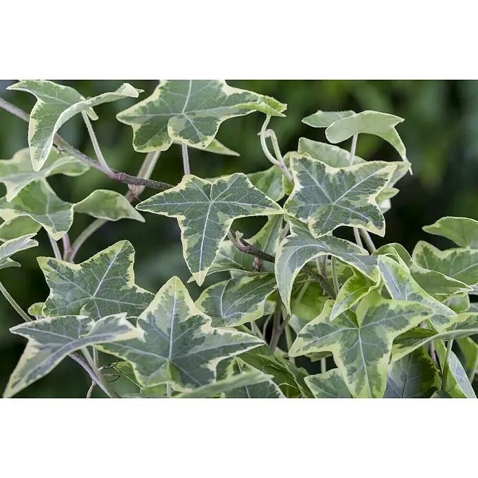 Piardino EfeuHedera helix, Topfgröße: 18 cm - Die panaschierte Efeupflanze mit ihren markanten Blättern und ihrer eleganten Ausstrahlung ist eine Bereicherung für jeden Raum.