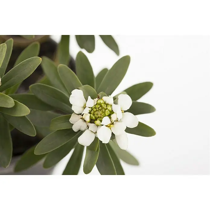 Piardino Schleifenblume - Iberis sempervirens, Weiß - Nahaufnahme einer Iberis sempervirens Pflanze mit weißen Blüten und grünen Blättern.