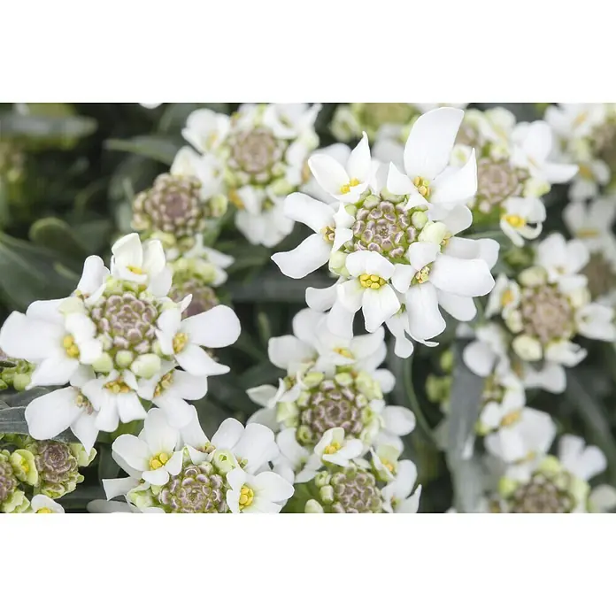 Piardino Schleifenblume - Iberis sempervirens, Weiß - Nahaufnahme einer Gruppe blühender Immergrün-Schleifenblumen mit strahlend weißen Blütenblättern und gelben Staubgefäßen.