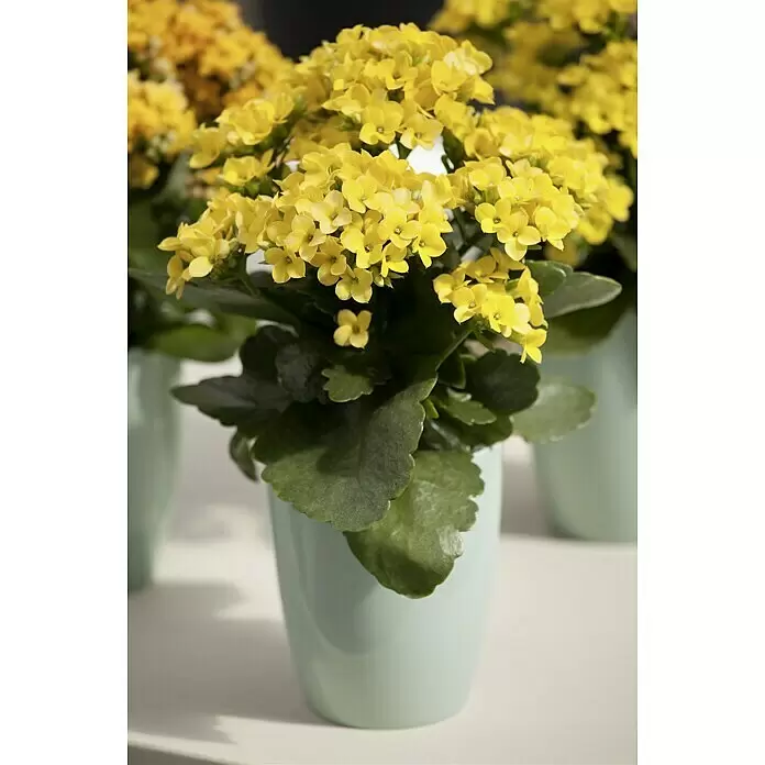 Piardino Flammendes Käthchen - Kalanchoe blossfeldiana, Topfgröße: 10 cm, Gelb - Stimmungsaufnahme