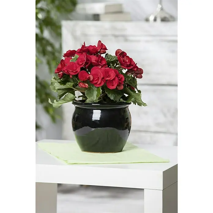 Piardino Begonie - Begonia elatior, Topfgröße: 14 cm, Rot - Ein Topf mit roten Begonien steht auf einem weißen Tisch, der durch eine grüne Serviette geschützt wird.