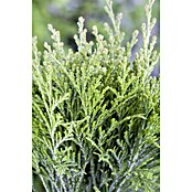 Thuja occidentalis Danica 17 15 bis 20 c