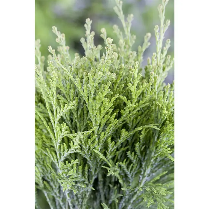 Piardino Zwerg-LebensbaumTopfgröße: 17 cm - Nahaufnahme eines üppigen, grünen Chamaecyparis pisifera 'Sungold', der seine feinen, fadenförmigen Blätter und seine goldene Spitze zur Geltung bringt.