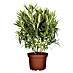 Piardino Oleander 