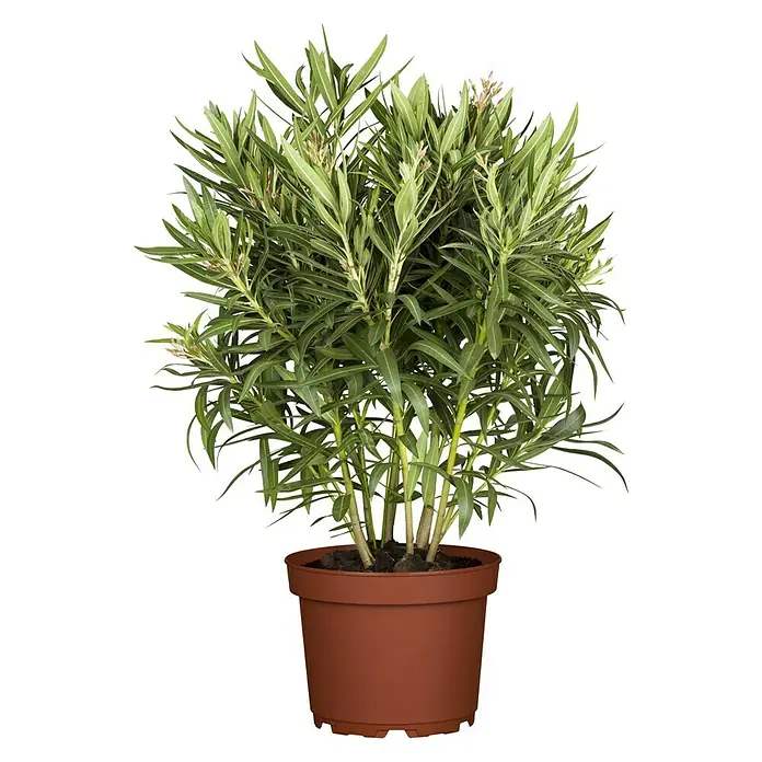 Piardino Oleander - Nerium oleander, Blütezeit: Juni, Max. Wuchshöhe: 100 cm - 200 cm - Abgebildete Zimmerpflanze im braunen Topf. Die Pflanze hat viele grüne Blätter und einige kleine Blüten.
