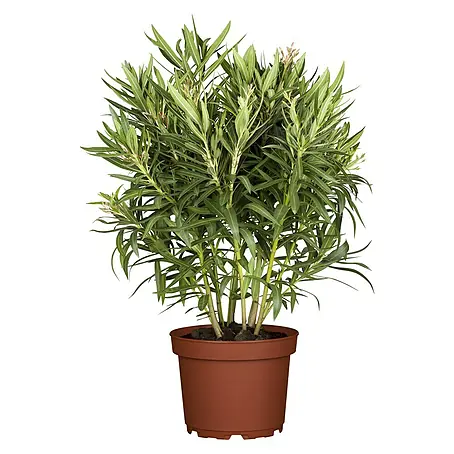Piardino  Oleander