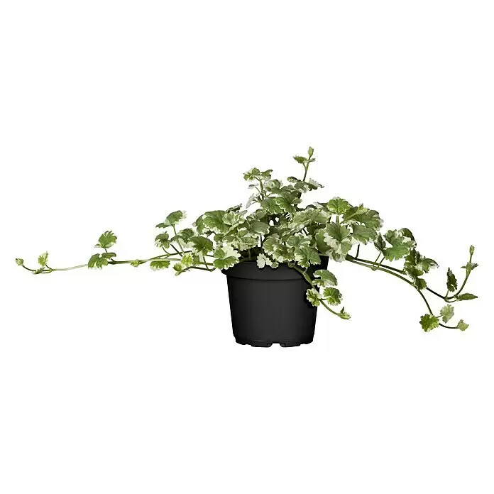 Piardino Gundermann - Glechoma hederacea, Blütenfarbe: Violett - Vorderansicht