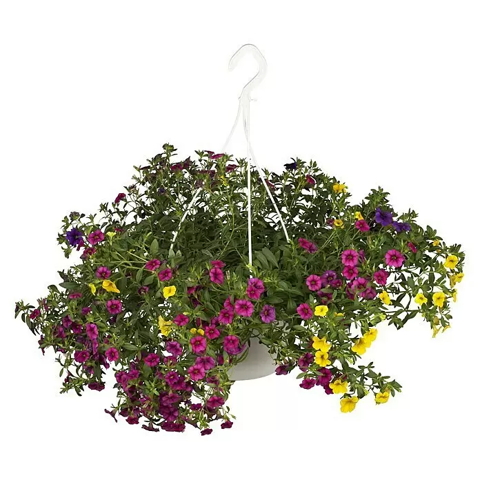 Piardino Zauberglöckchen Trio Ampel - Calibrachoa, Blütenfarbe: Bunt, 25 cm - Vorderansicht