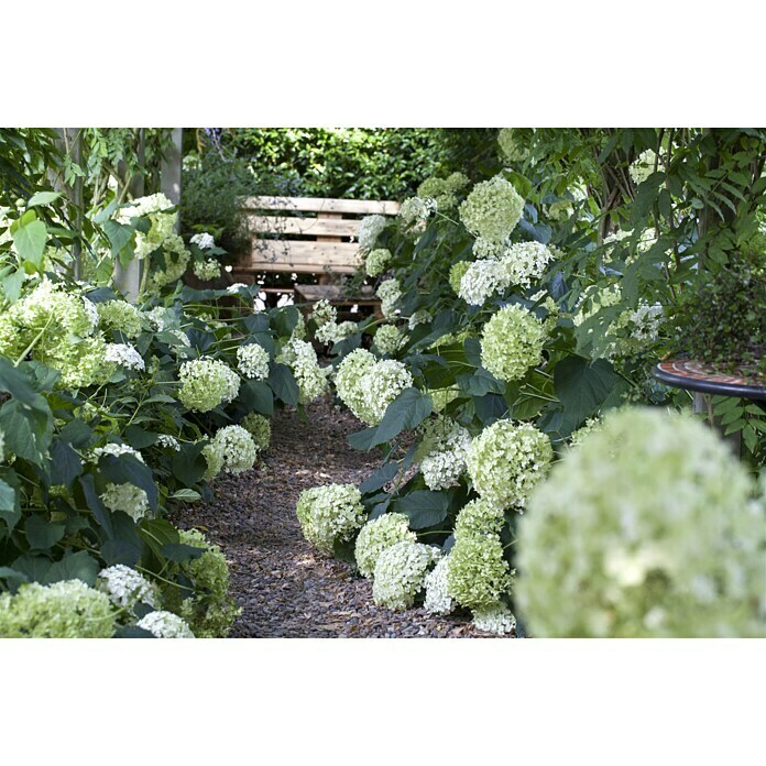 Piardino Ballhortensie AnnabelleHydrangea arborescens Annabelle, Topfgröße: 23 cm, Cremeweiß Mood Shot