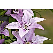 Clematis XXL 23  i.S. gem. mit viele Kno