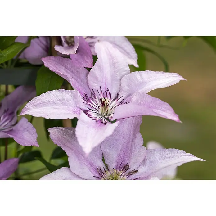 Piardino WaldrebeClematis Spalier - Nahaufnahme einer blasslila Clematisblüte mit spitzen Blütenblättern und dunkleren Akzenten im Zentrum, umgeben von grünen Blättern.
