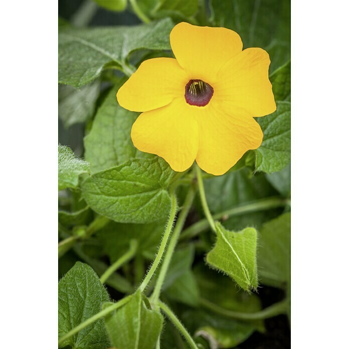 Thunbergia alata 12 orange