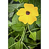 Thunbergia alata 12 orange