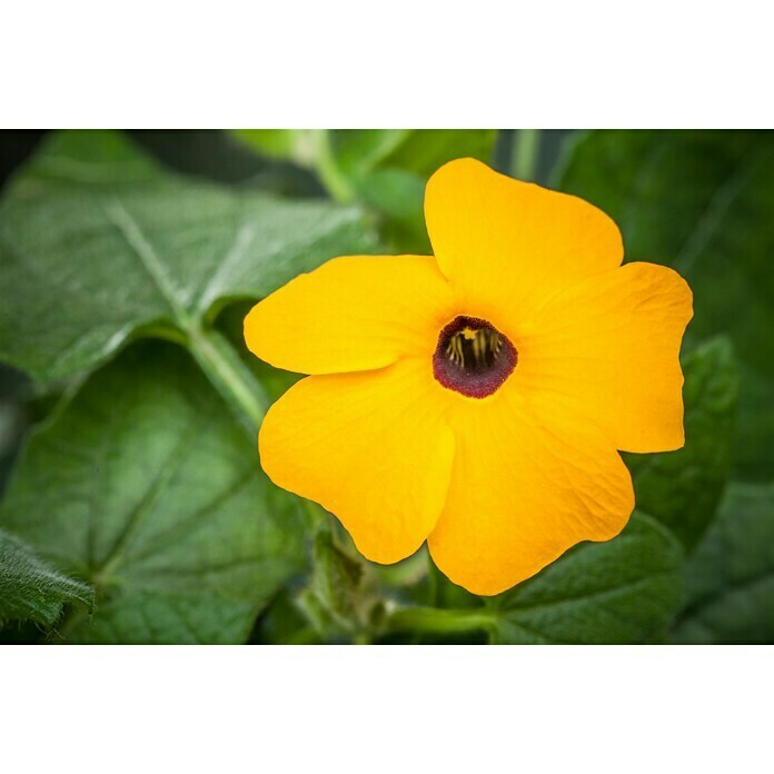 Thunbergia alata 12 orange