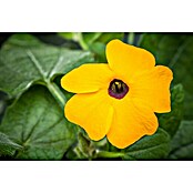Thunbergia alata 12 orange