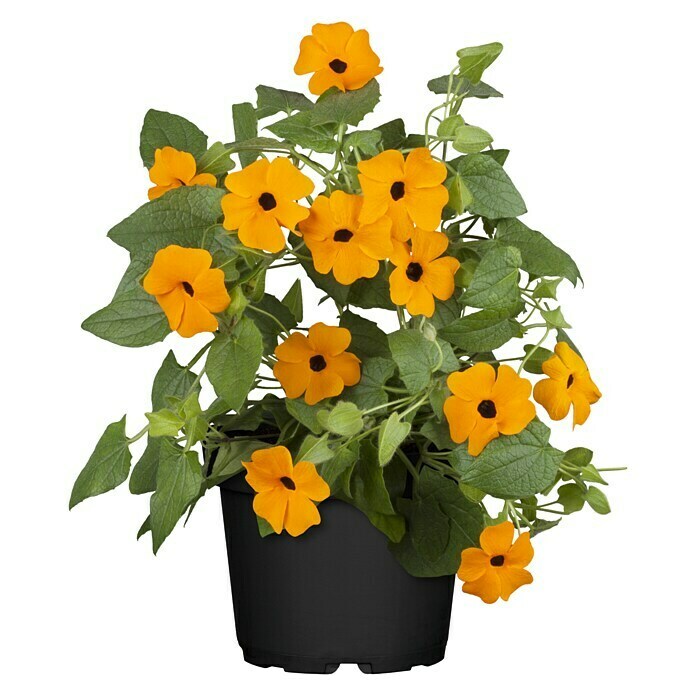 Thunbergia alata 12 orange