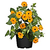 Thunbergia alata 12 orange